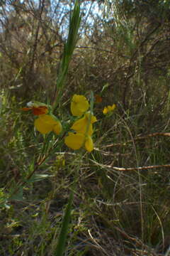 Слика од Aspalathus angustifolia (Lam.) R. Dahlgren