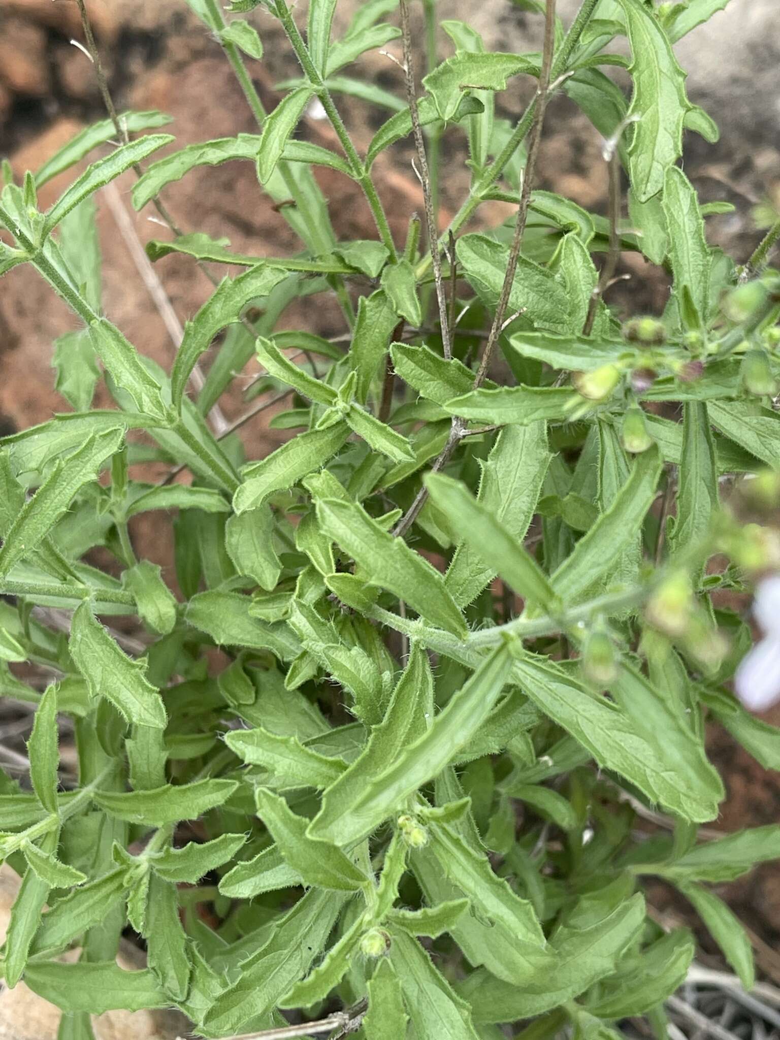 Image of Endostemon tenuiflorus (Benth.) M. R. Ashby