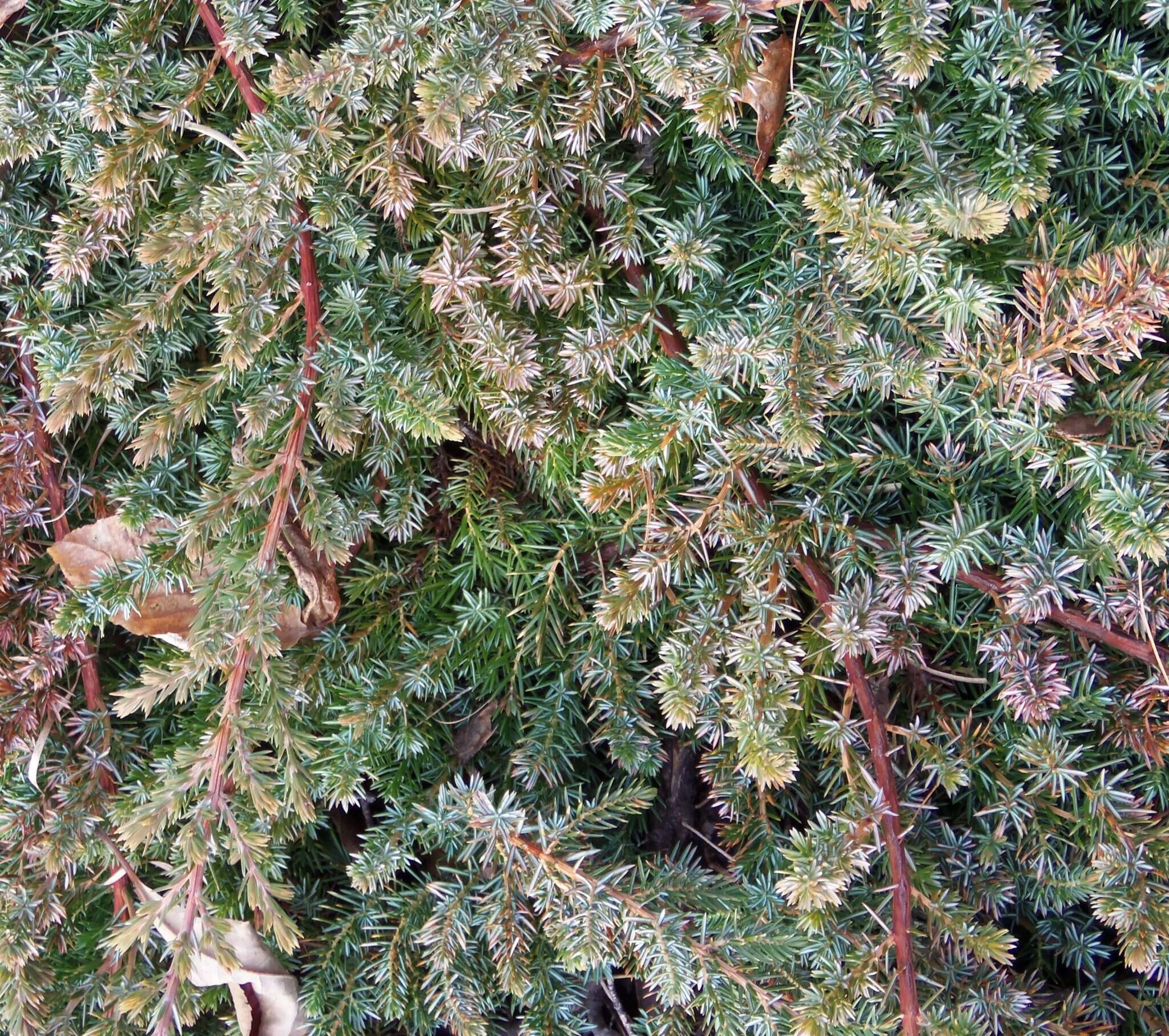 Juniperus rigida subsp. conferta (Parl.) Kitam. resmi