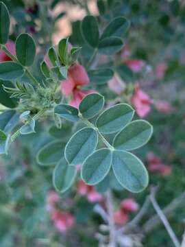 Indigofera ingrata N. E. Br.的圖片