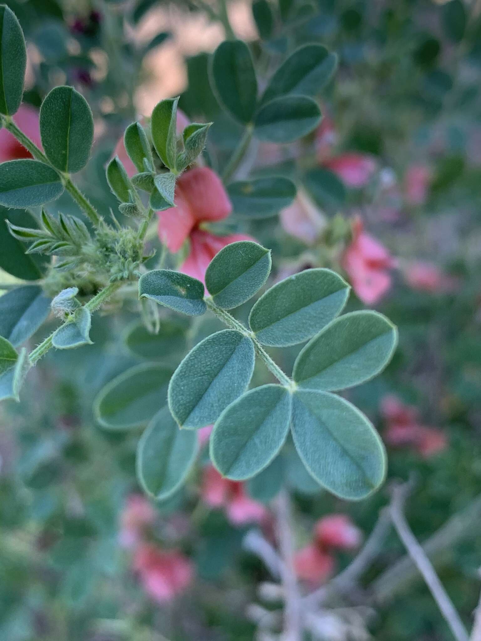 Слика од Indigofera ingrata N. E. Br.