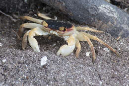 Image of Geograpsus grayi (H. Milne Edwards 1853)