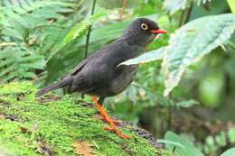 Image of Slaty-backed Nightingale-Thrush