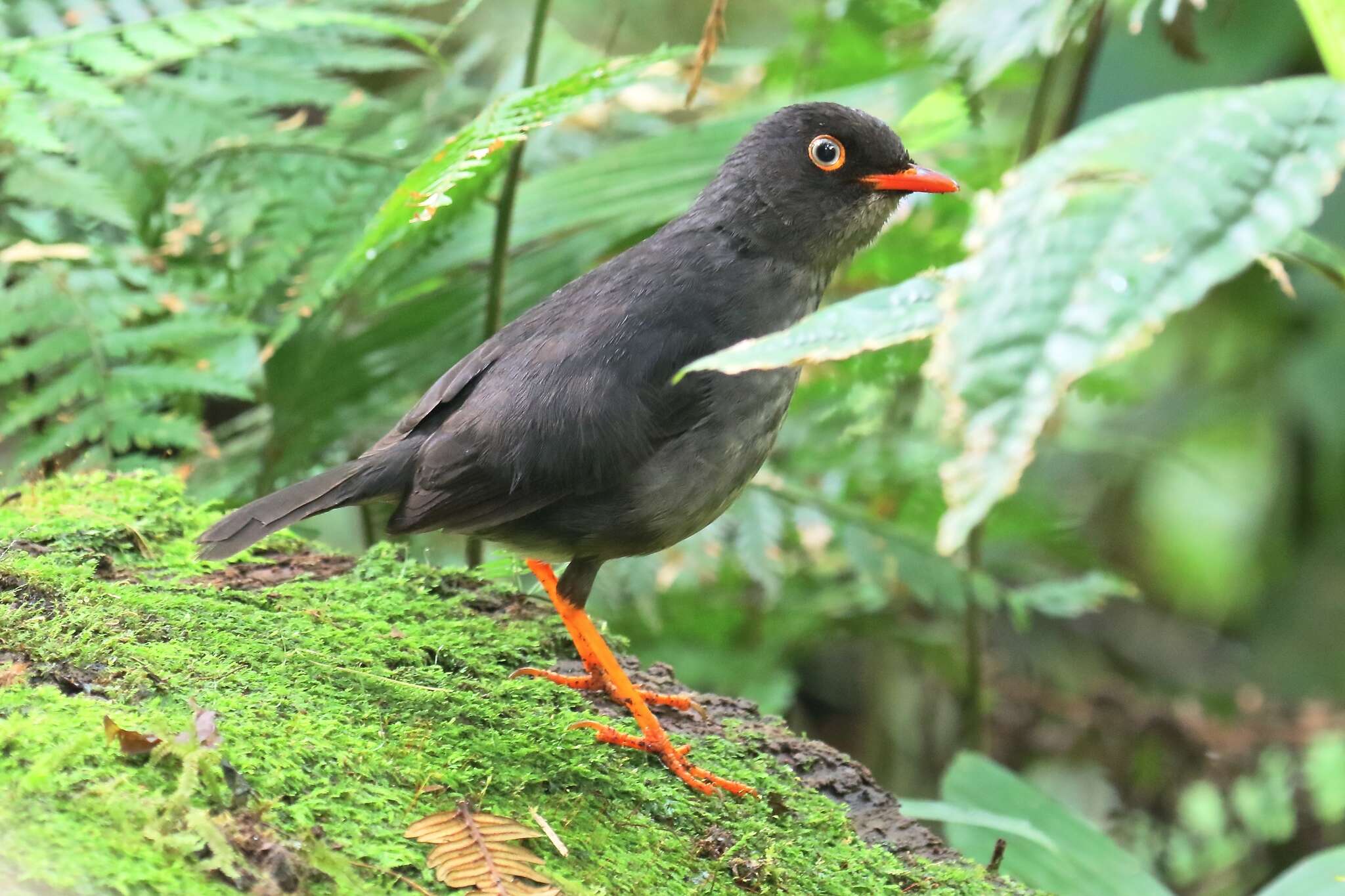 Image of Slaty-backed Nightingale-Thrush