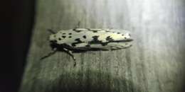 Image of Ethmia fumidella Wocke 1849