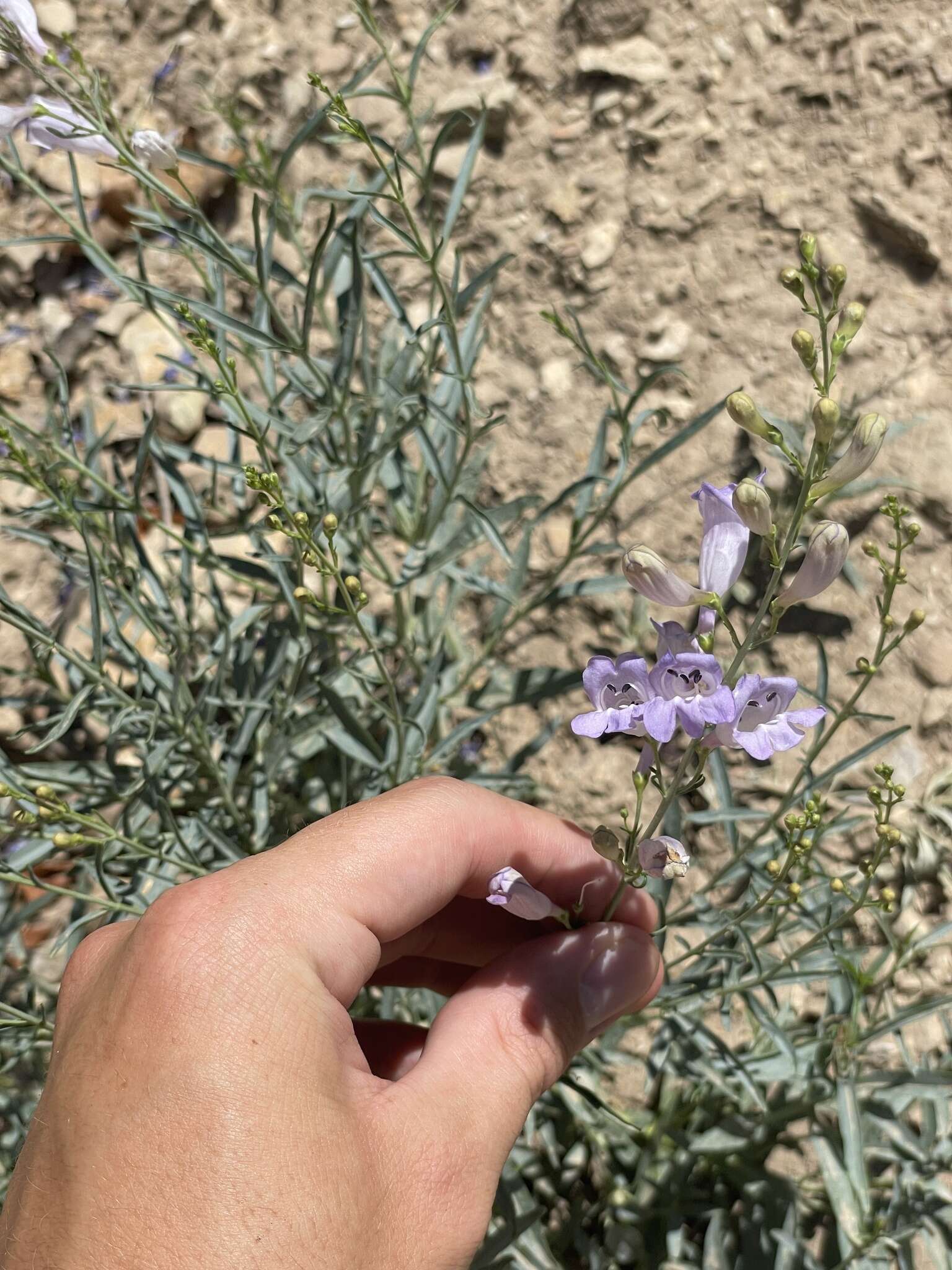 Слика од Penstemon sepalulus A. Nels.