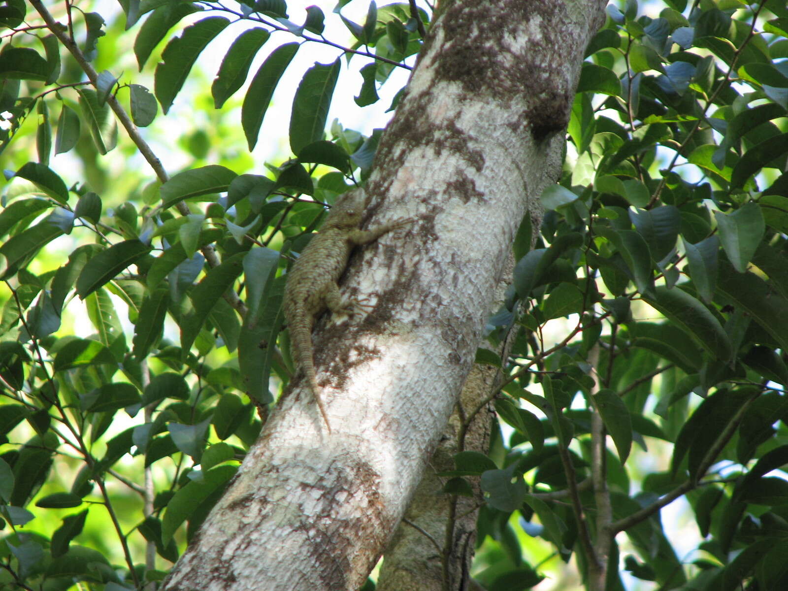 Image of Lundell's Spiny Lizard