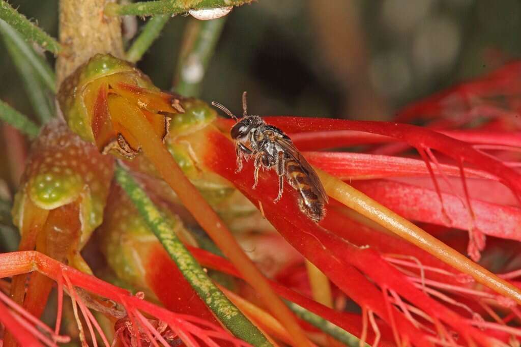 Image of Euhesma tubulifera (Houston 1983)