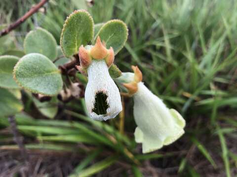 Image of Paliavana sericiflora Benth.