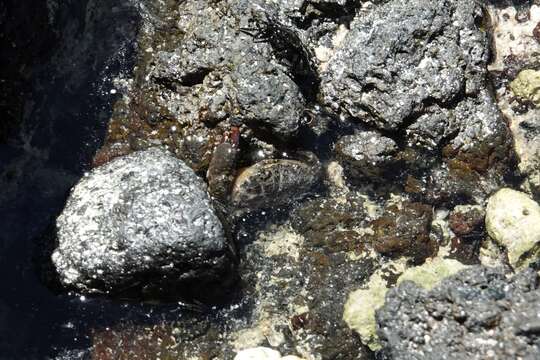 Слика од Leptodius sanguineus (H. Milne Edwards 1834)