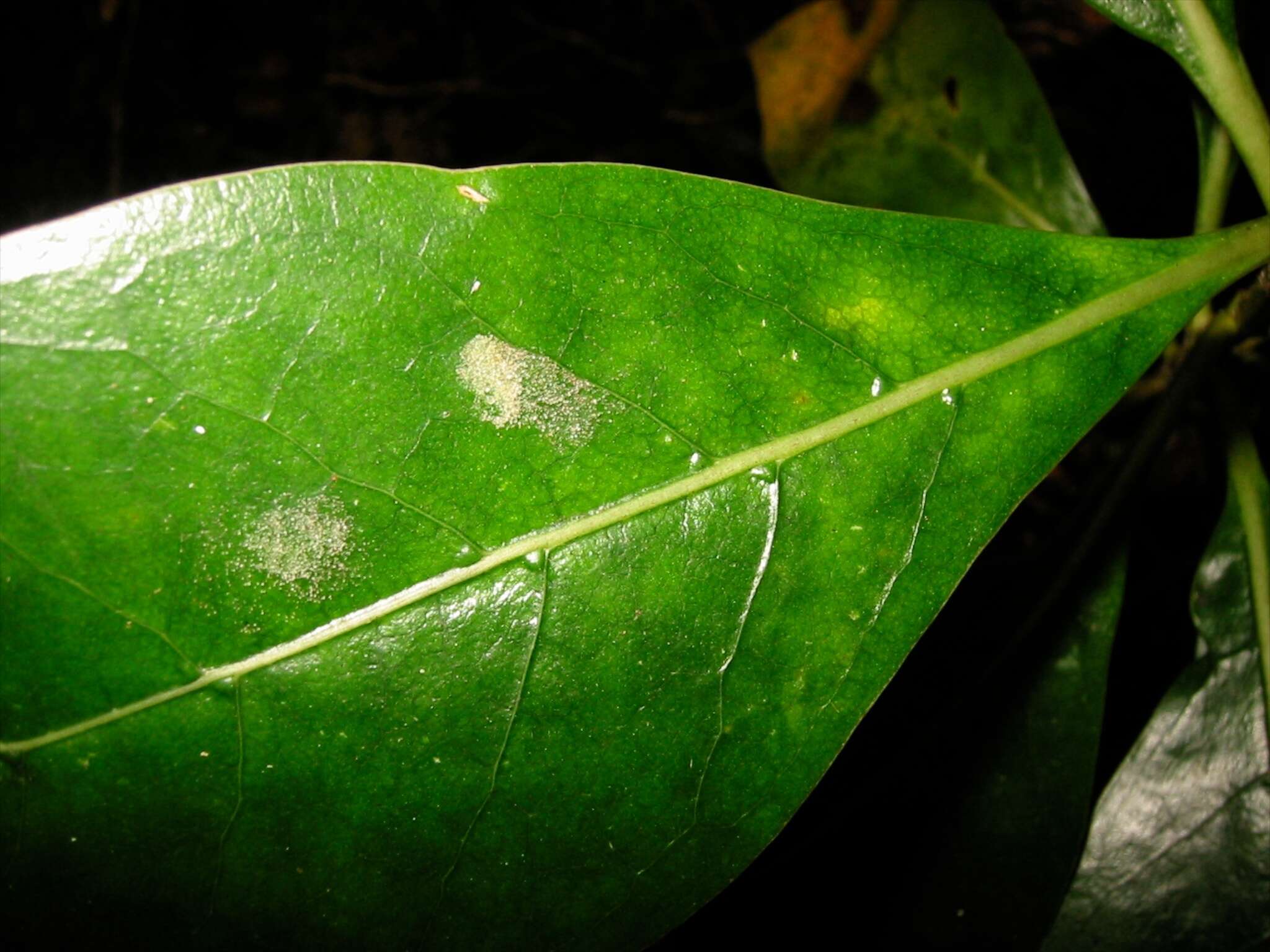 Image of Coprosma lucida J. R. Forst. & G. Forst.