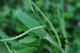 Image of Japanese paspalum