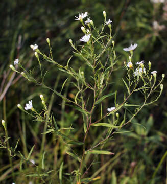 Plancia ëd Symphyotrichum boreale (Torr. & A. Gray) A. Löve & D. Löve