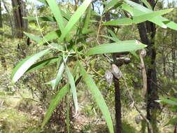 Image of Hakea benthamii I. M. Turner