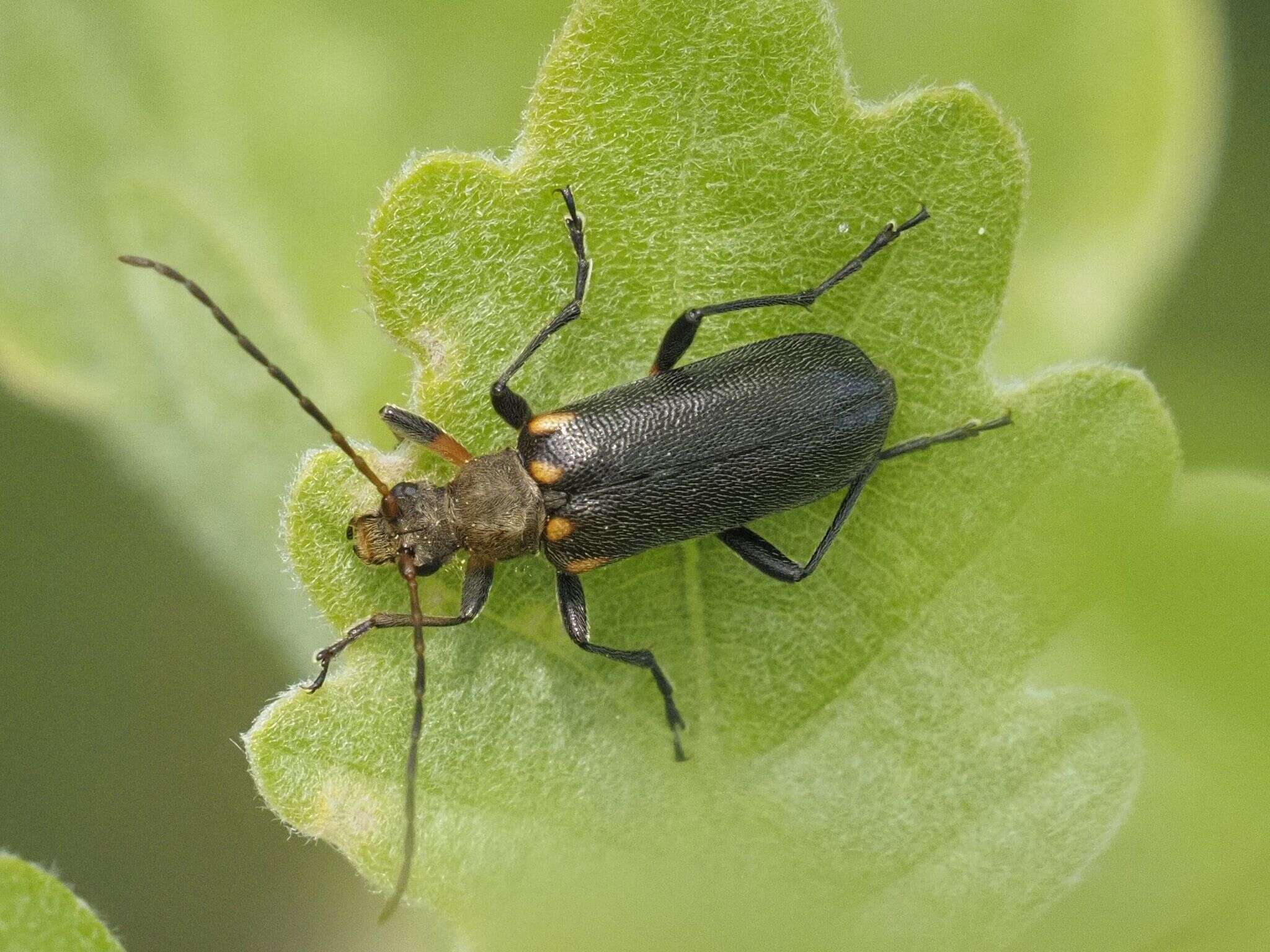 Image of Cortodera humeralis (Schaller 1783)