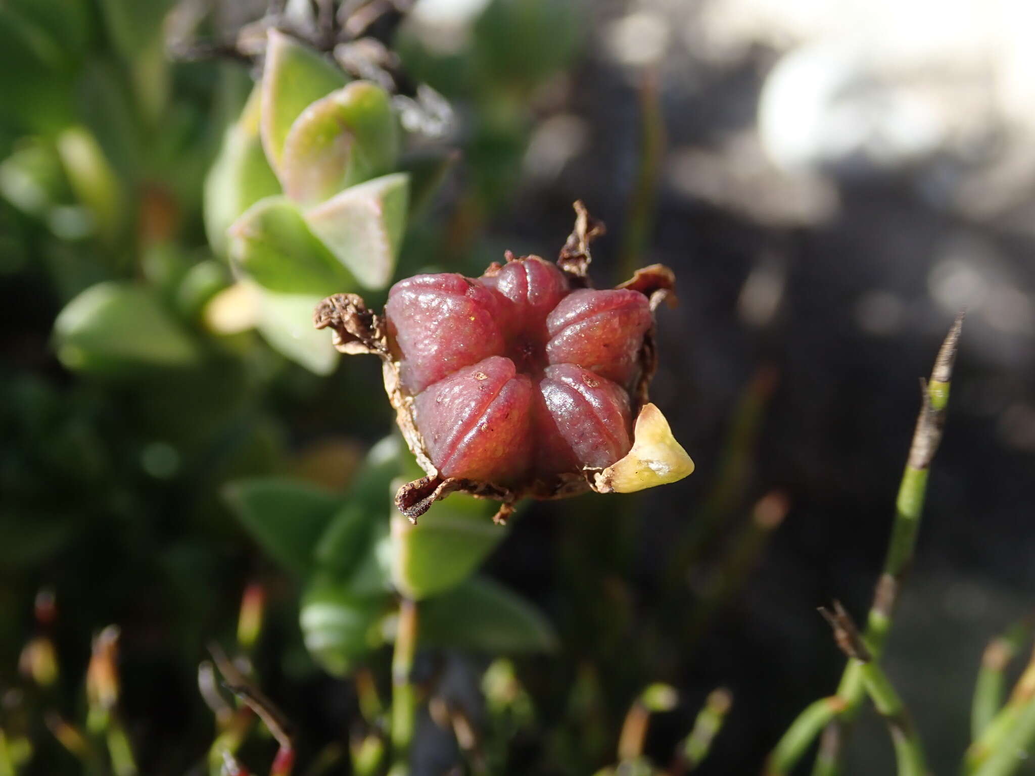 Imagem de Ruschia neovirens Schwant.