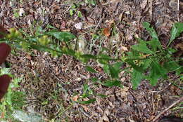 Image of showy goldenrod