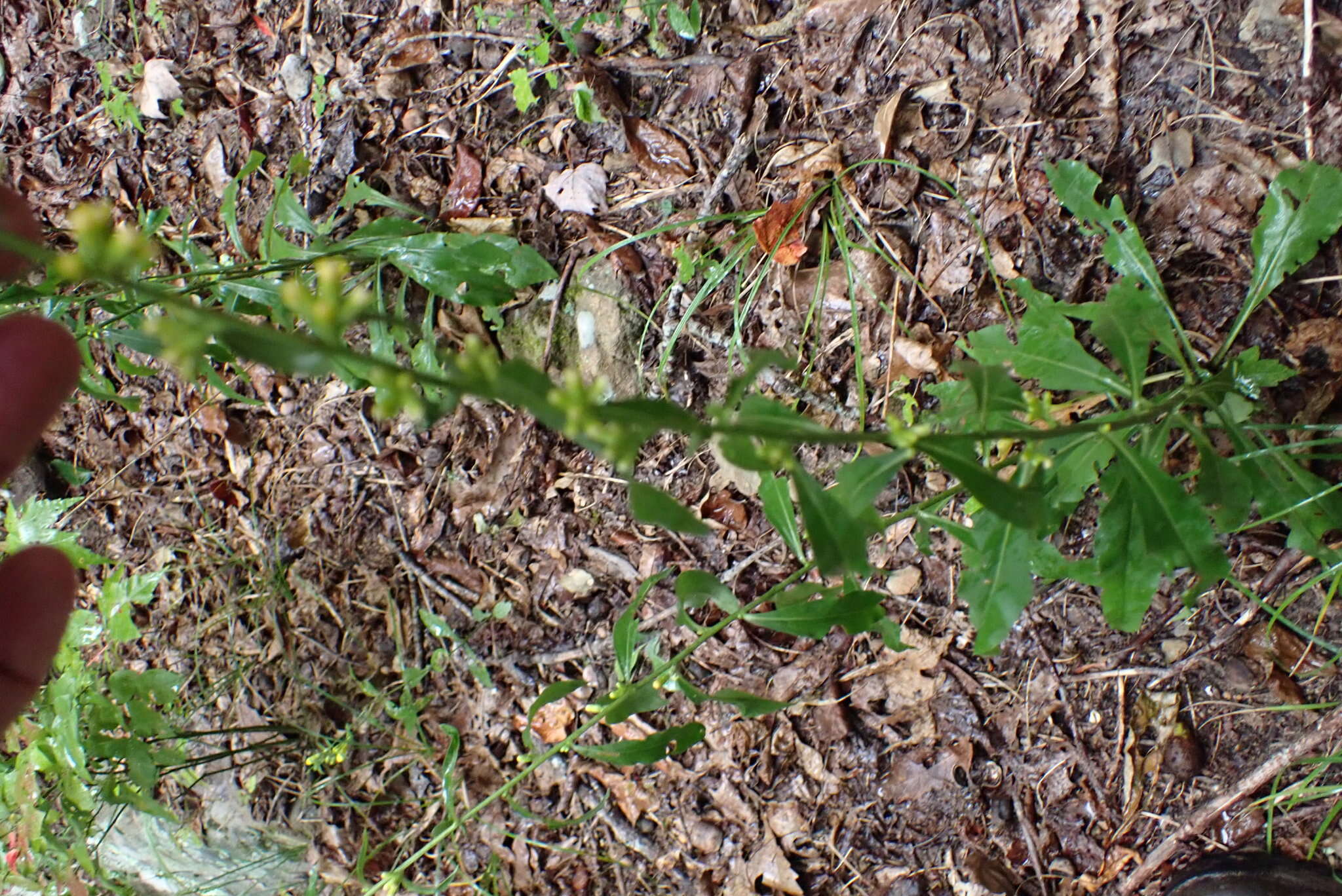 Image of showy goldenrod