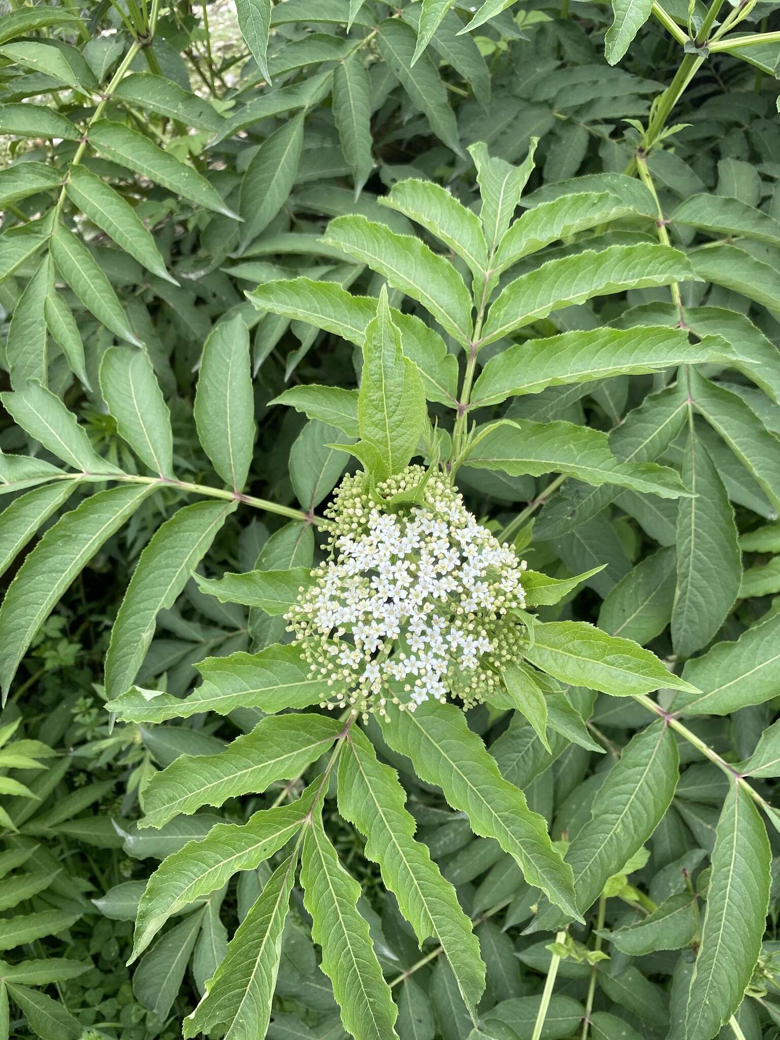 Image of Sambucus adnata Wall.