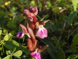 Image of Red Orchid