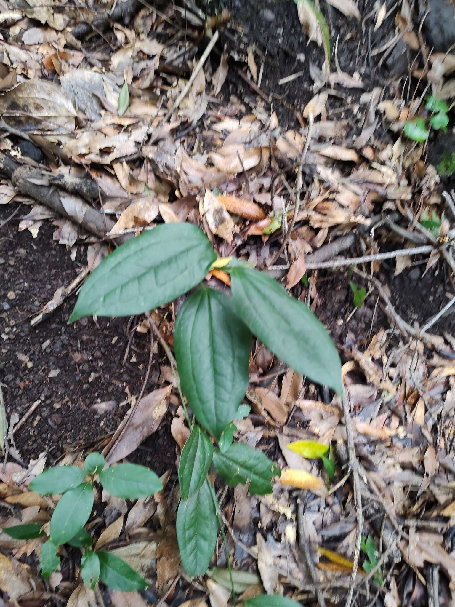 Image de Smilax canariensis Willd.