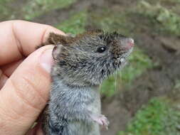 Image of Western Red-backed Vole