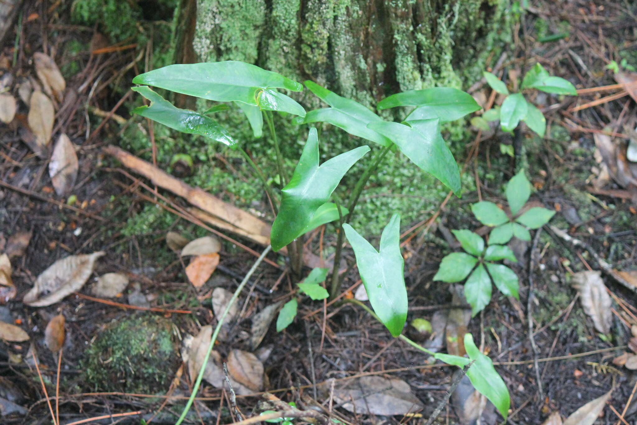 Image of White Arrow-Arum