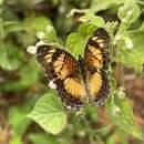 Image of Junonia sophia infracta Butler 1888