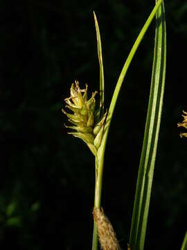 Image of Lemmon's Sedge