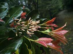 Image de Aidia cochinchinensis Lour.