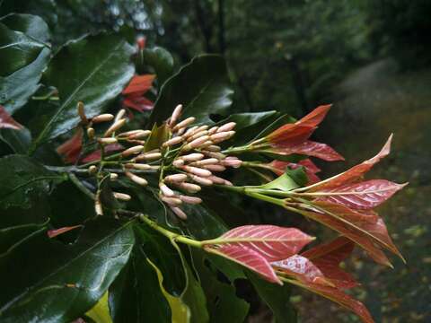 Image of Aidia cochinchinensis Lour.