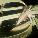 Image of Oecanthus angustus Chopard 1925