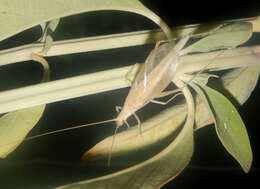 Image of Oecanthus angustus Chopard 1925