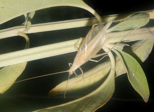 Image of Oecanthus angustus Chopard 1925