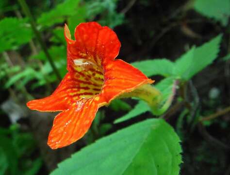 Achimenes antirrhina (DC.) C. V. Morton的圖片