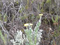 Image of Schistostephium umbellatum (L. fil.) K. Bremer & C. J. Humphries