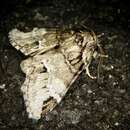 صورة Drymonia japonica Wileman 1911