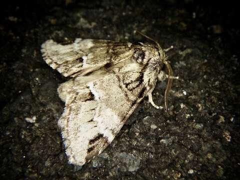 Слика од Drymonia japonica Wileman 1911