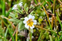 Imagem de Euphrasia antarctica Benth.