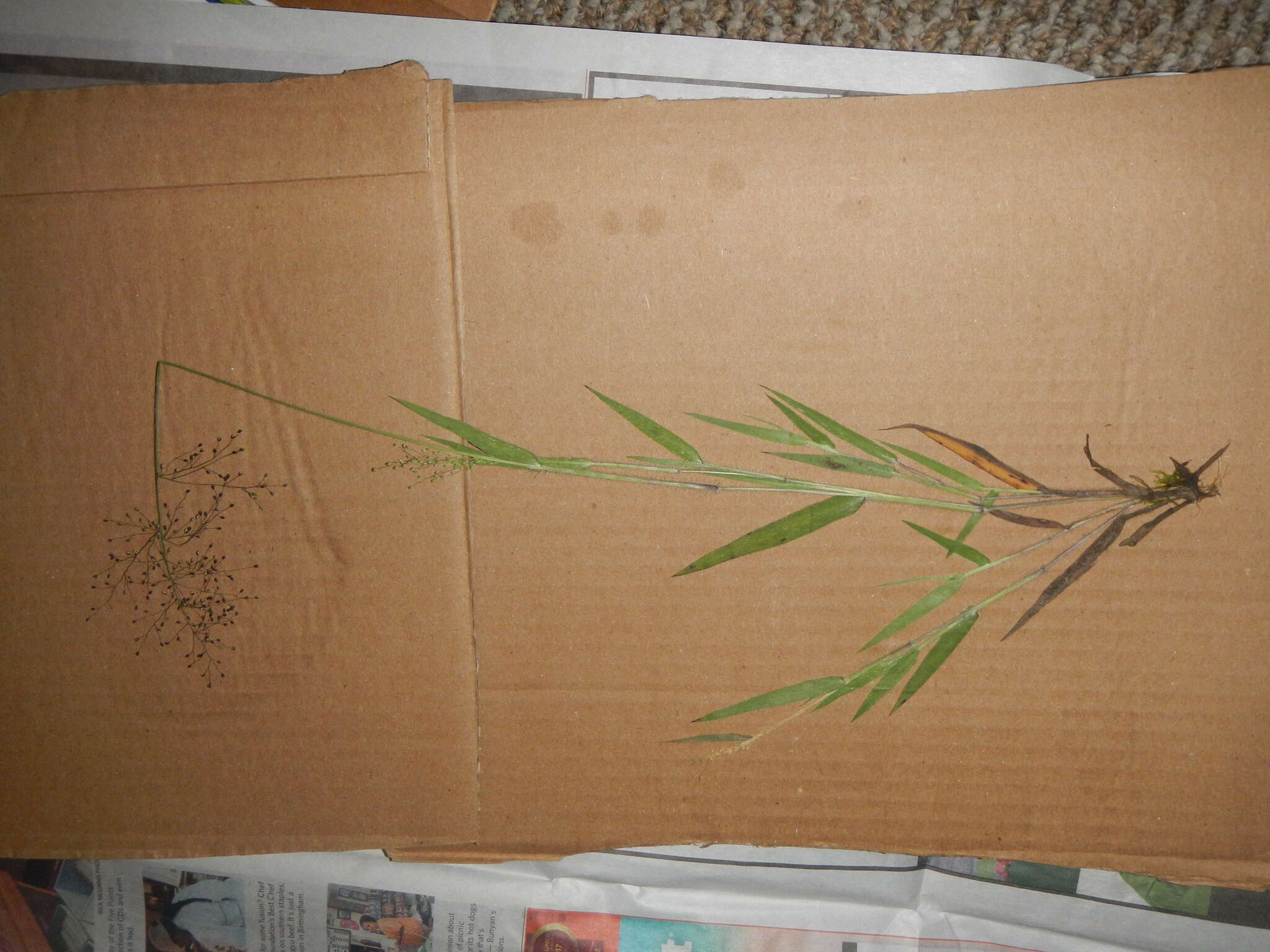 Image of western panicgrass