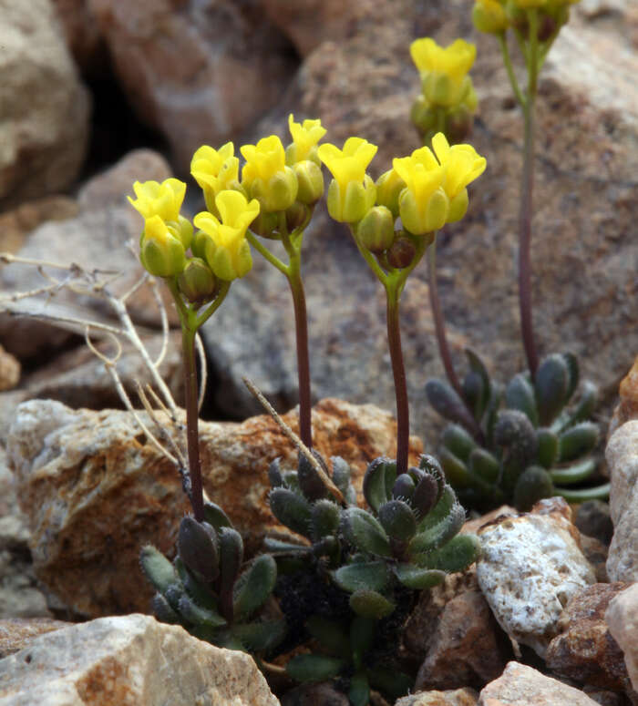 Image of sweetwater draba