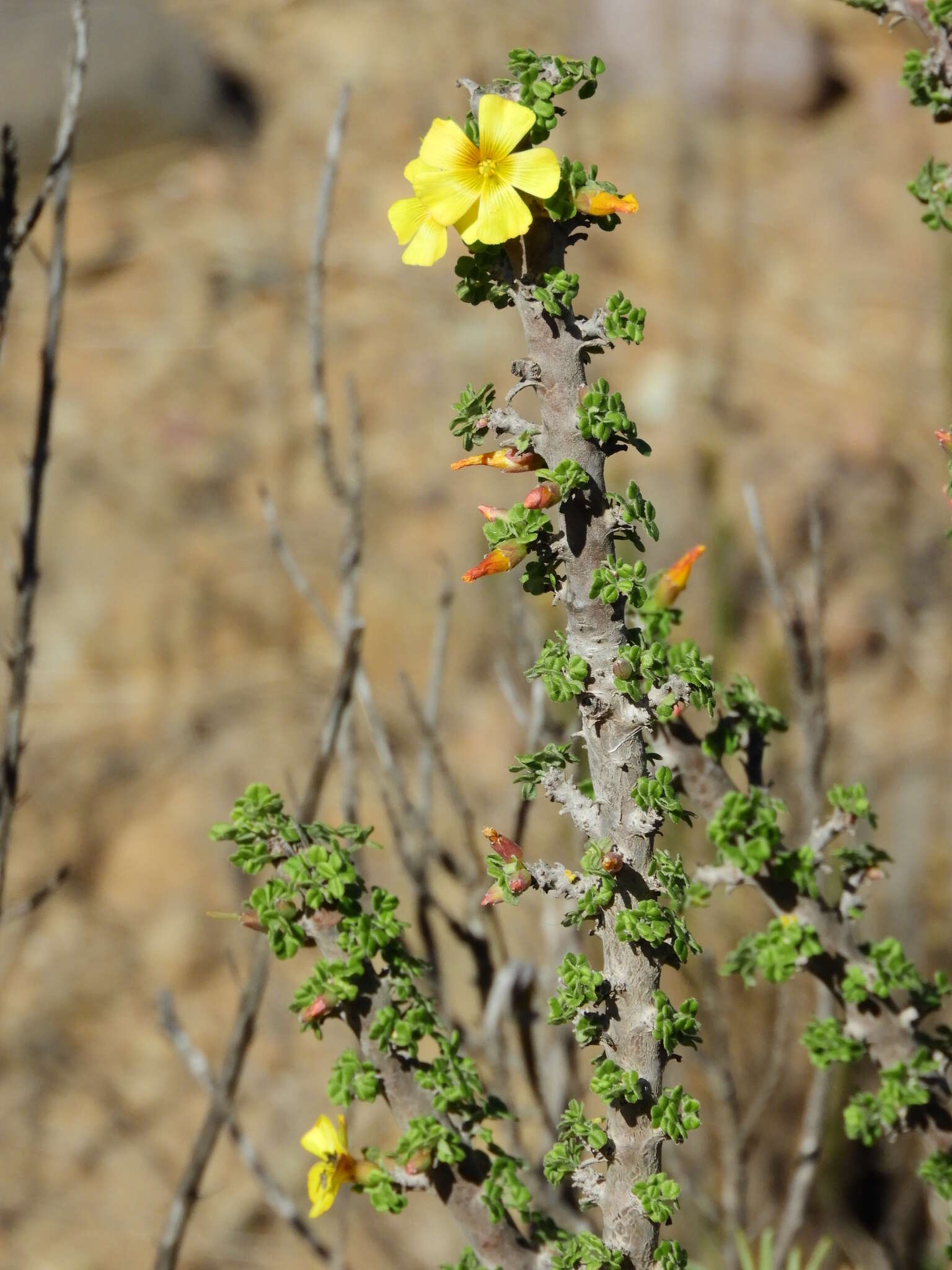 Image of Oxalis virgosa Molina