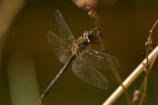 Image of Ranger Dragonfly