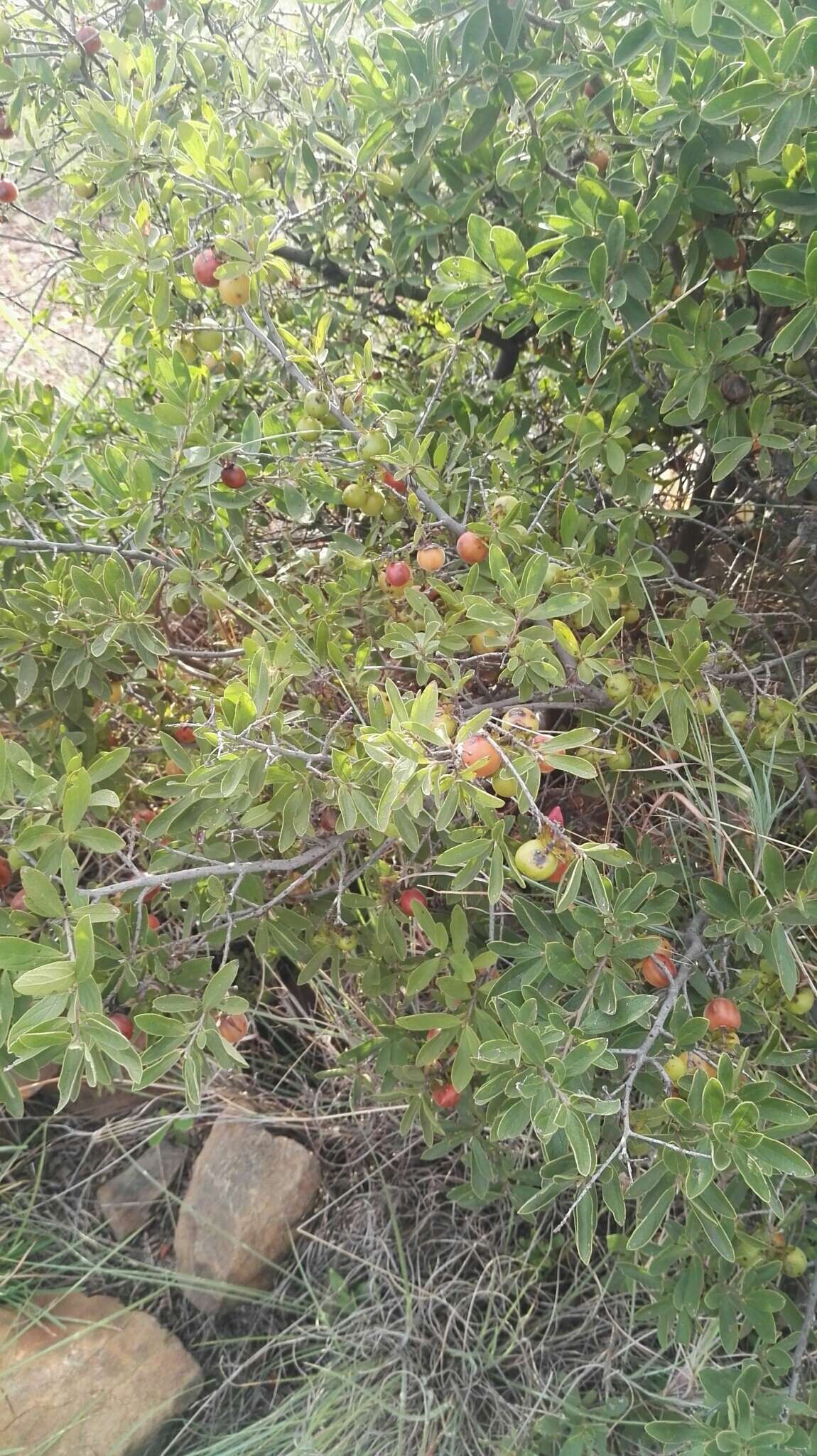 Sivun Diospyros lycioides subsp. guerkei (Kuntze) De Winter kuva