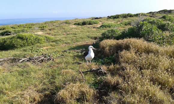 Image of North Pacific albatross