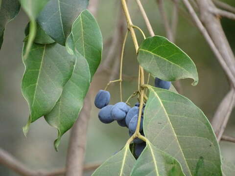 Plancia ëd Olea dioica Roxb.