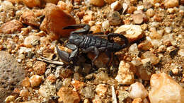 Image of Flat rock scorpion