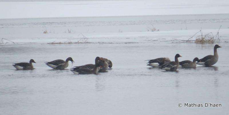 Image of Taiga Bean Goose