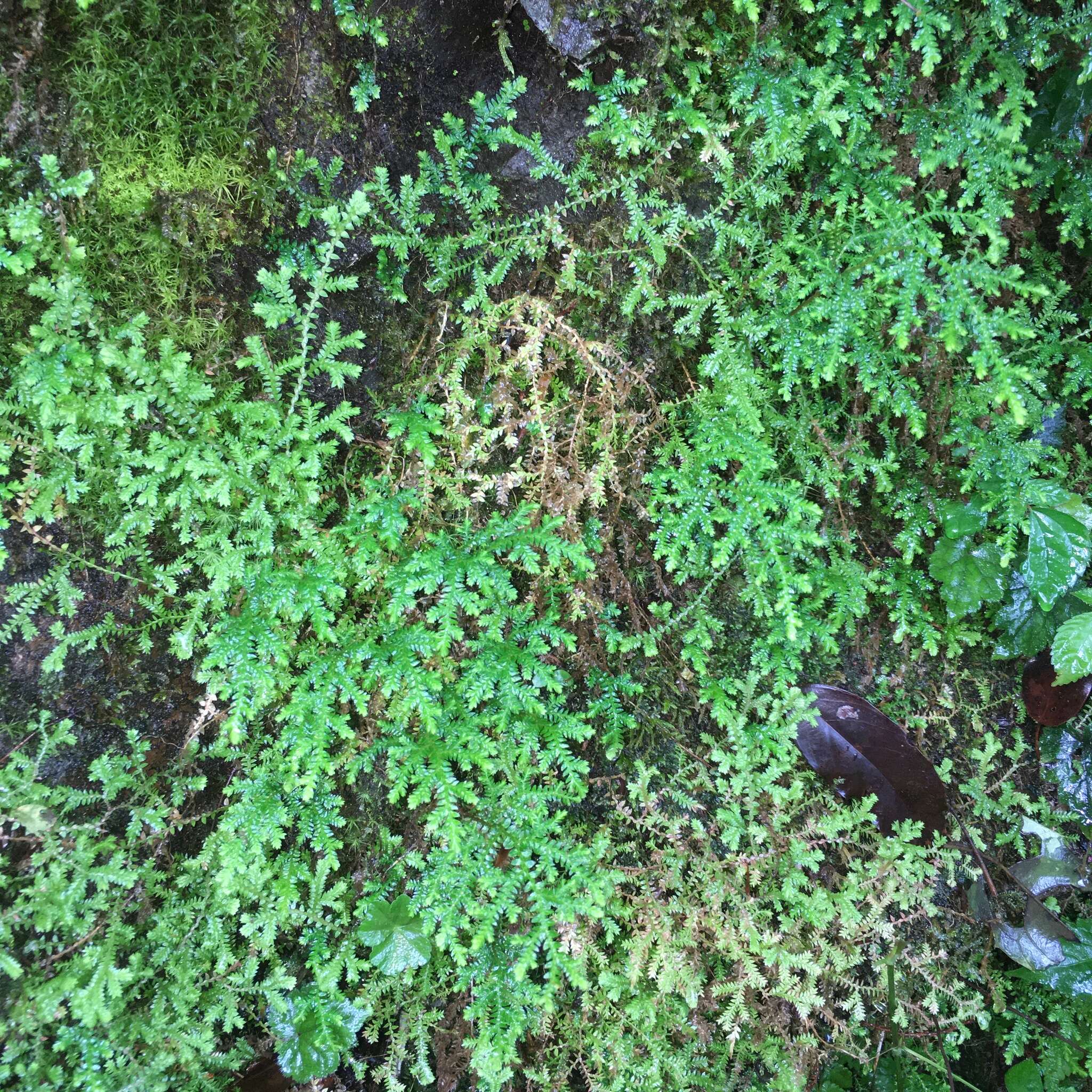 Image of Selaginella labordei Hieron. ex Christ