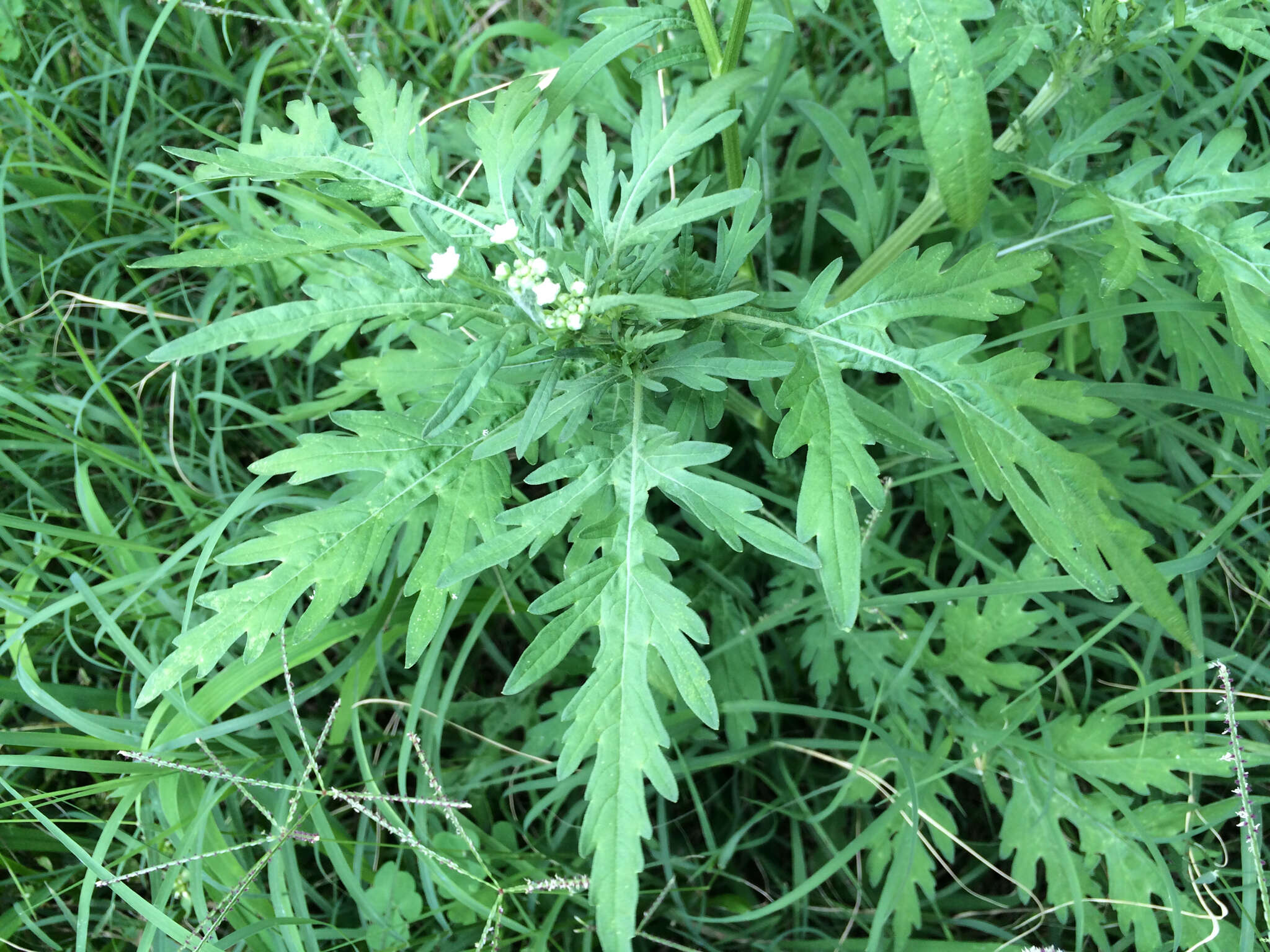 Image of Santa Maria feverfew